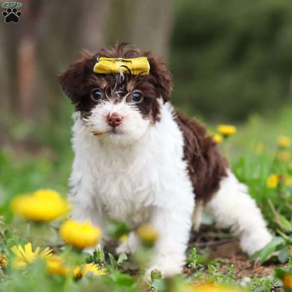Avery, Yorkie Poo Puppy